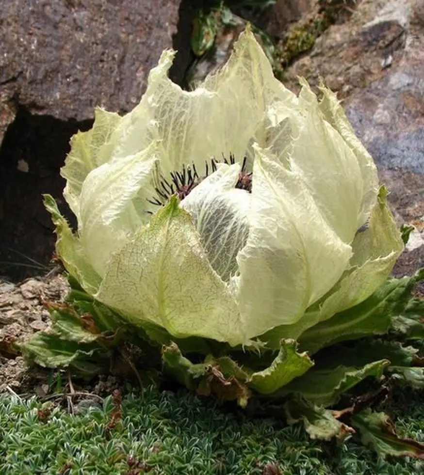 《夏日搭车客》相关资源图片